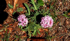 Valeriana tuberosa