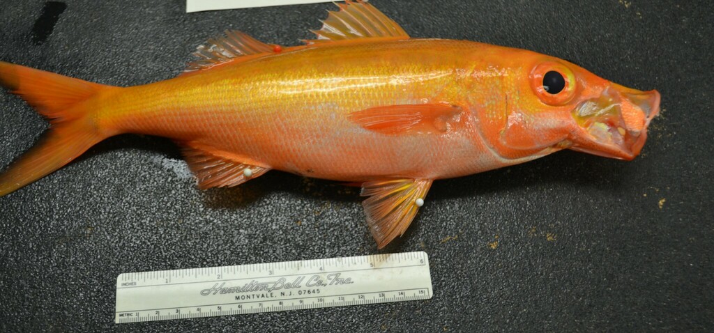 Golden redbait (Erythrocles scintillans) — Emmelichthyidae