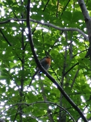 Erithacus rubecula