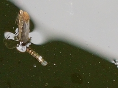 Culex pipiens