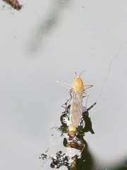 Culex pipiens