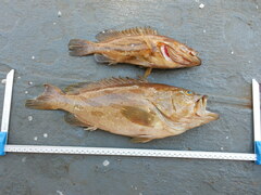 Comet Grouper photo 3
