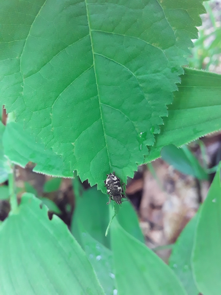 Lily of the valley weevil