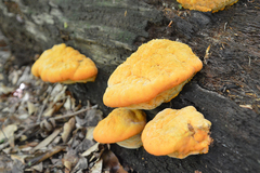 Aurantiporus croceus