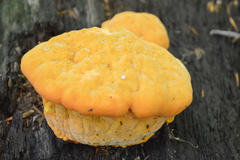 Aurantiporus croceus