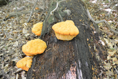 Aurantiporus croceus