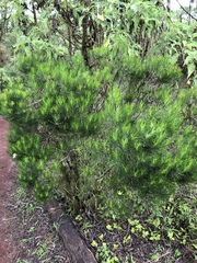 Darwiniothamnus tenuifolius
