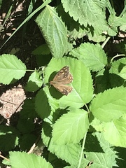 Pararge aegeria
