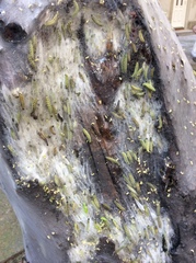 Yponomeuta evonymella