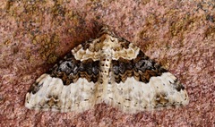 Epirrhoe galiata