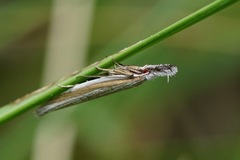 Pleurota aristella