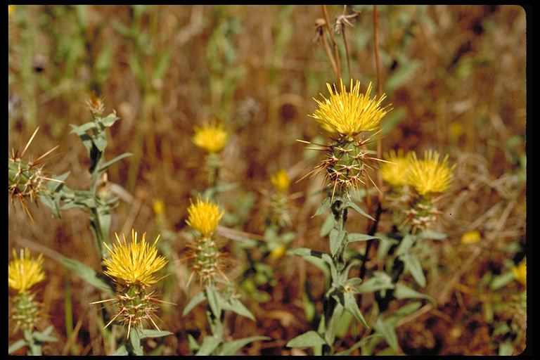 Centaurea sulphurea