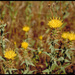 Centaurea sulphurea - Photo (c) 2001 CDFA, μερικά δικαιώματα διατηρούνται (CC BY-NC)