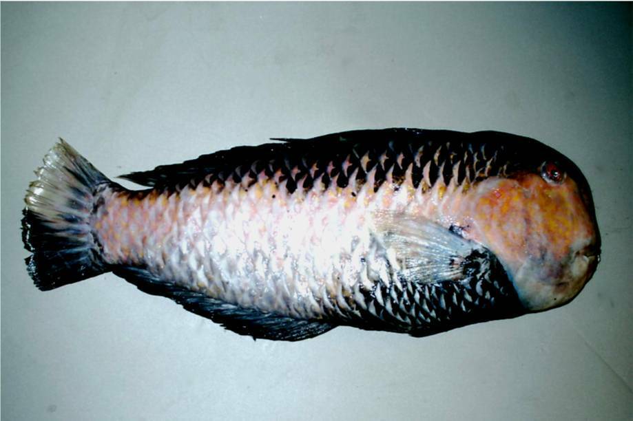 Geisha Wrasse