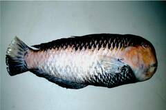 Geisha Wrasse photo 1