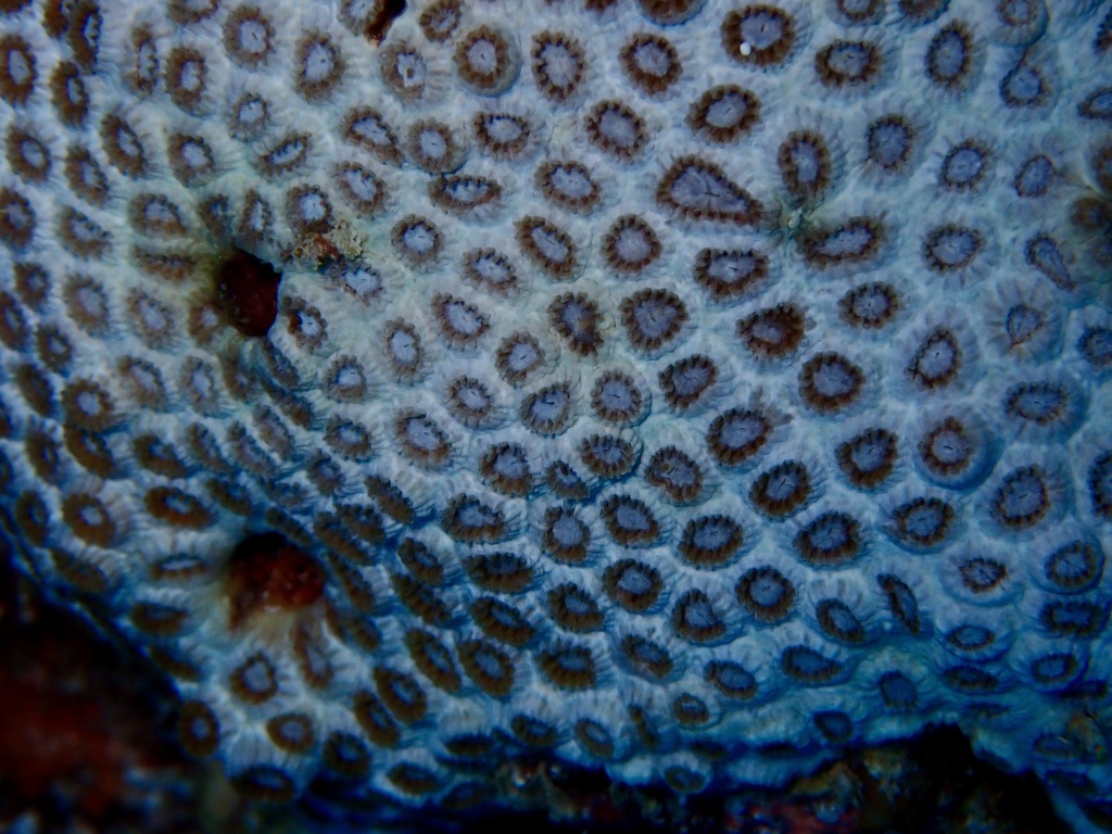 Plesiastrea coral (no English common name)