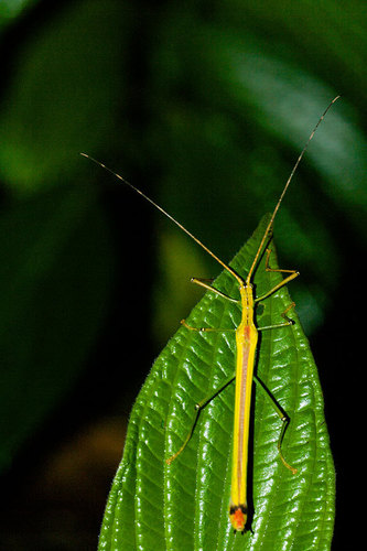 Anthericonia anketeschke Zompro, 2004