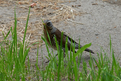 Turdus pilaris