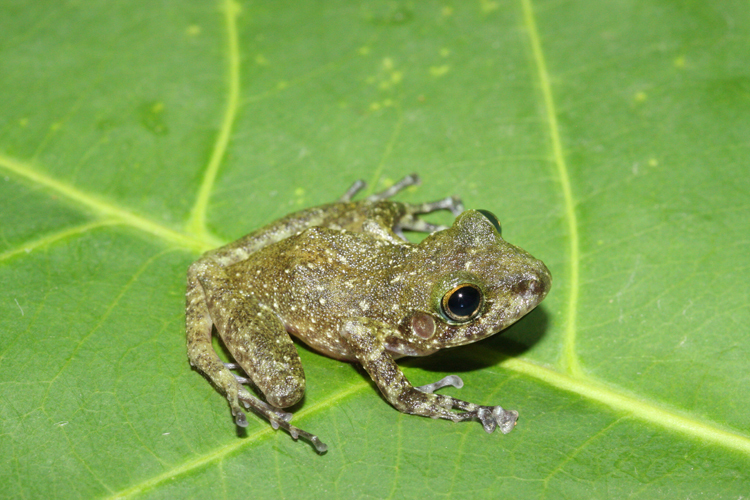 Spatulate Robber Frog