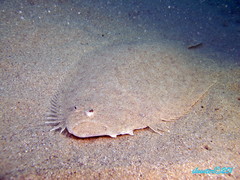 Pseudorhombus arsius