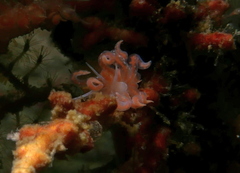 Phyllodesmium