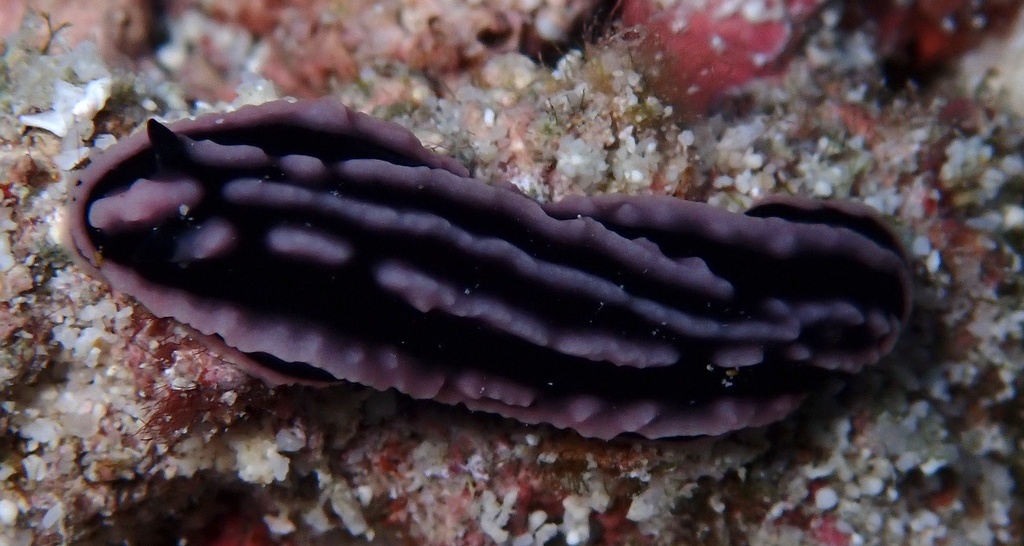 Striped Wart Slug