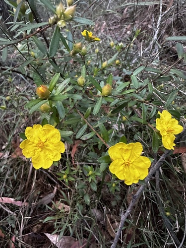 Image of Blue Mountains Guinea Flower (Hibbertia bracteata) by (c) Lukas Clews, some rights reserved (CC BY)