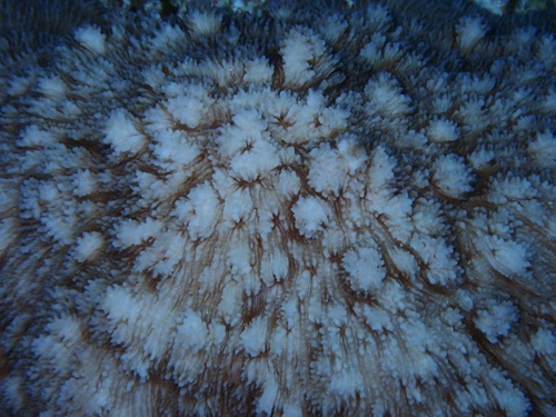 Sandalolitha robusta observed 2024-08-08