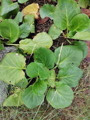 Bergenia crassifolia