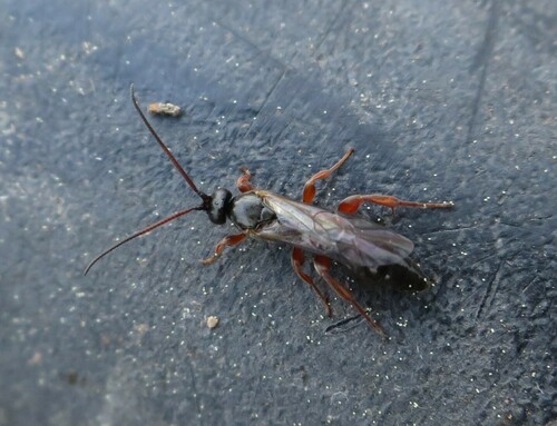 Ichneumonid wasp