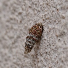 Luffia ferchaultella