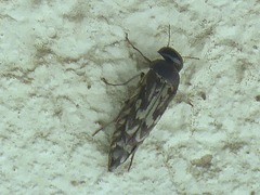 Yakuhananomia bidentata