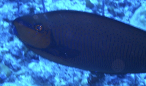 Bignose Unicornfish — seen at this dive site