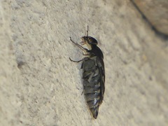 Yakuhananomia bidentata