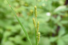 Carex shortiana