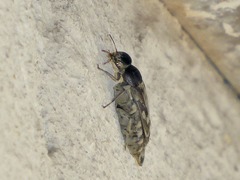 Yakuhananomia bidentata