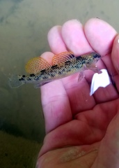 Etheostoma longimanum