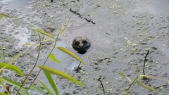 Lithobates catesbeianus