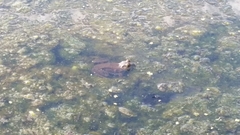 Lithobates catesbeianus