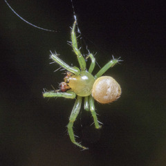 Bijoaraneus mitificus