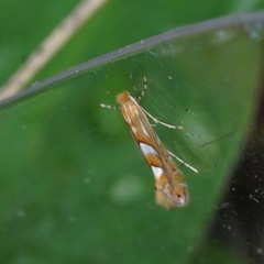 Phyllonorycter endryella