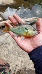 Lepomis auritus