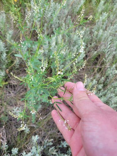 Russian melilot (Melilotus wolgicus)