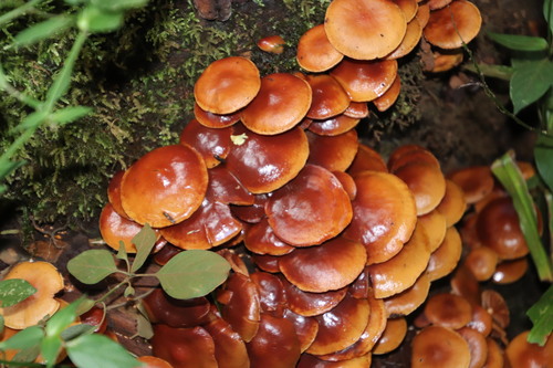 Common Rustgill