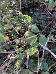 Achyranthes aspera sicula