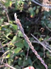 Achyranthes aspera sicula