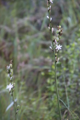 Chlorophytum bowkeri