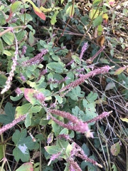 Achyranthes aspera sicula