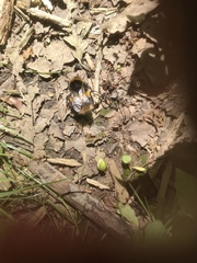 Bombus terrestris audax
