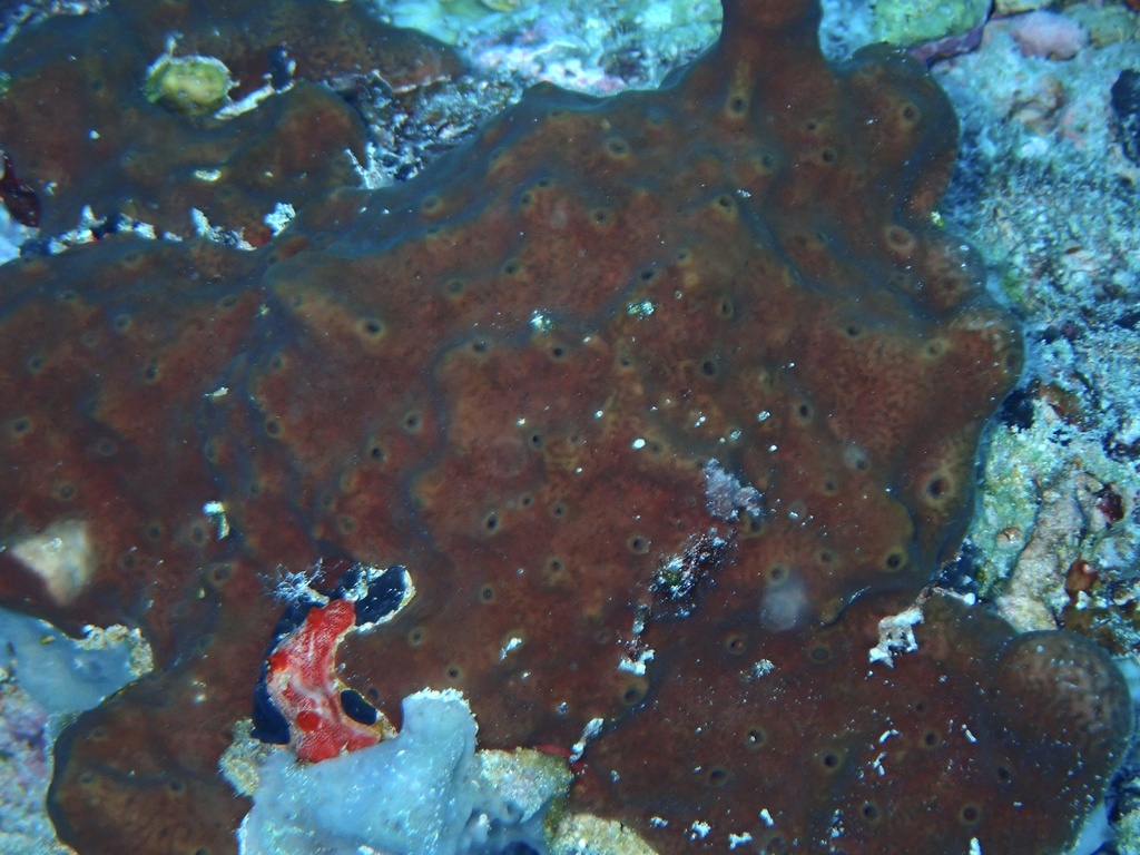 string sponge